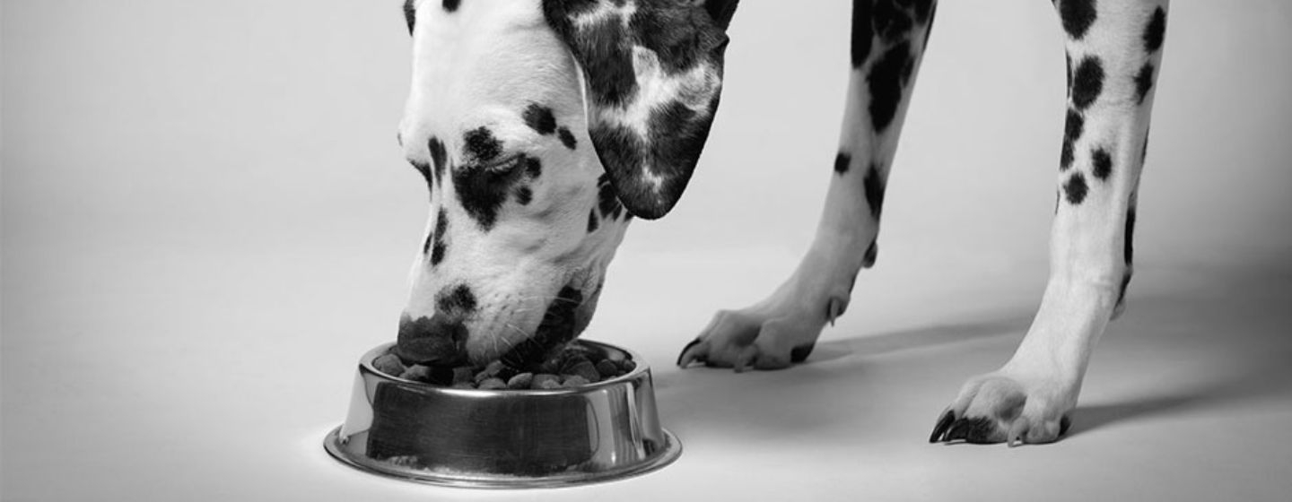 Hoe komt het dat mijn hond braakt? Purina